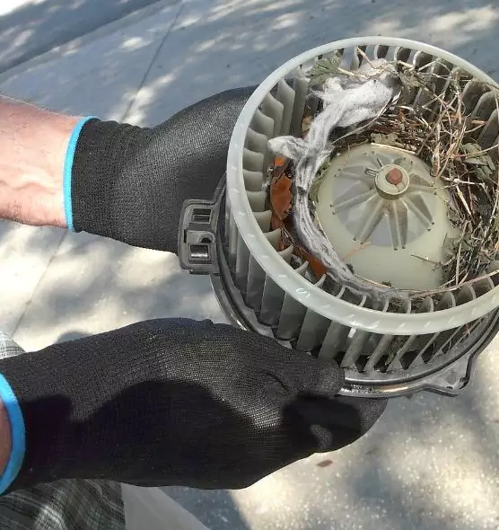 About Air Duct Mice Removal in Bay City, TX